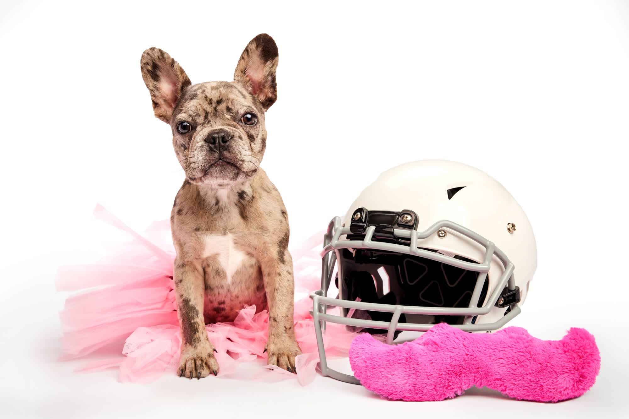 Saksikan Dee-Bone Samuel, Saquon Barky, dan Bintang-Bintang Puppy Bowl XXI dalam Aksi Menggemaskan